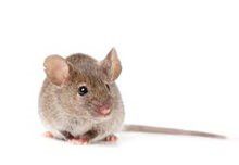 Mouse Control In Nunhead Se15 🏘️ | Pest2Kill