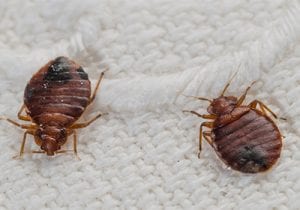 Bed Bug Removal | Pest2Kill