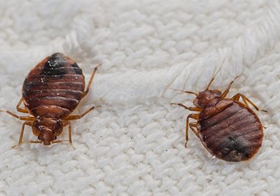 Remove Bed Bugs Before It Gets Worse | Pest2Kill