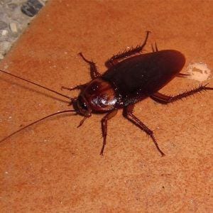 Cockroach Control | Pest2Kill