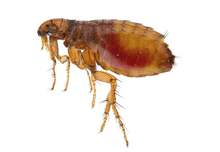 Flea Removal In Stondon Massey Cm15🏘️ | Pest2Kill