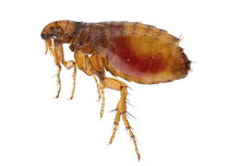 Flea Removal In Stoke Newington | Pest2Kill