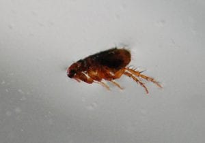 Flea Removal In Highbury N5🏘️ | Pest2Kill