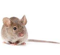 How To Check For A Mice Infestation | Pest2Kill
