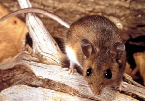 Mouse Control In Walthamstow E17 🏘️ | Pest2Kill