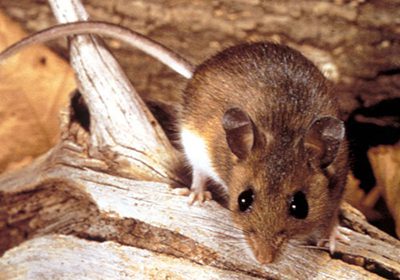 How To Tell If You Have Mice At Home | Pest2Kill