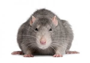 Rat Control In Plaistow E13 🏘️ | Pest2Kill