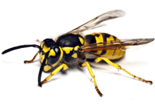 Facts About Wasps🐝 | Pest2Kill