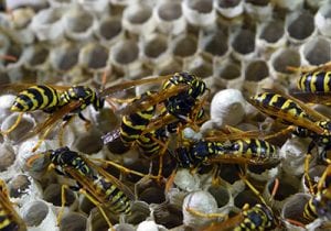 A Few Ideas To Repel Wasps, Stay Safe This Summer🐝 | Pest2Kill