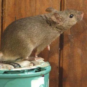 Rat Control In Theydon Bois Cm16 🏘️ | Pest2Kill