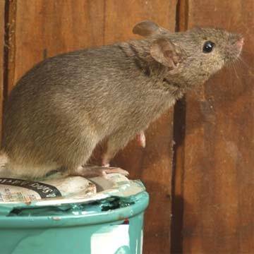 How To Prevent Rat Infestations | Pest2Kill