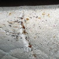 Bed Bugs - What You Need To Know | Pest2Kill