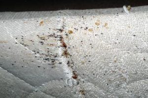 bed bug removal pest 2 kill
