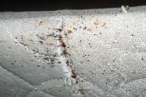 Bed Bug Removal Pest 2 Kill