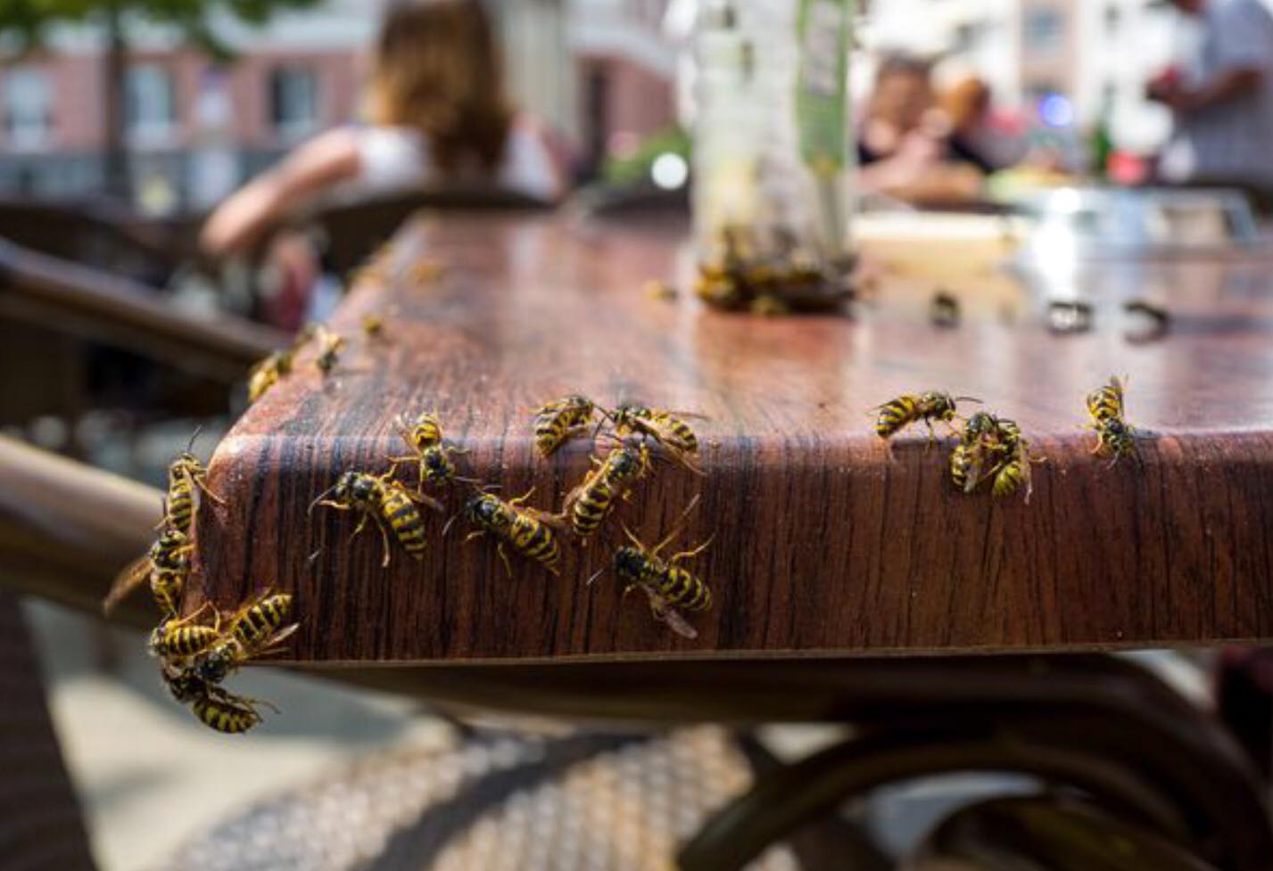 Hot Weather Brings Worst Year Ever For Wasps | Pest2Kill