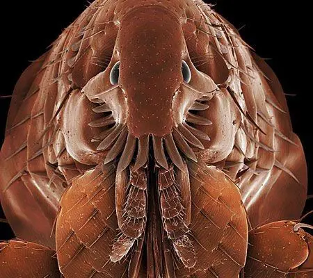 Flea Image