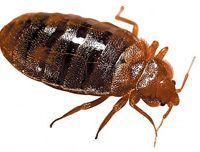 Bed Bugs - What You Need To Know | Pest2Kill