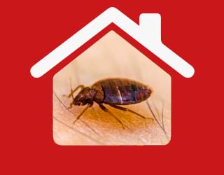 Bed-Bug-Nav1