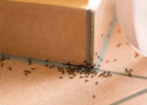 Ants Control - Pest2Kill