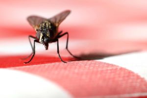 Flies Pest Control - Pest2Kill