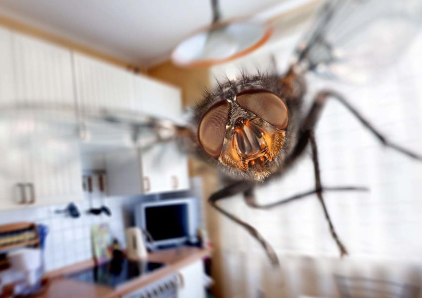 How To Get Rid Of Flies - Step By Step Guide 🦟 | Pest2Kill Flies Pest Control - Pest2Kill