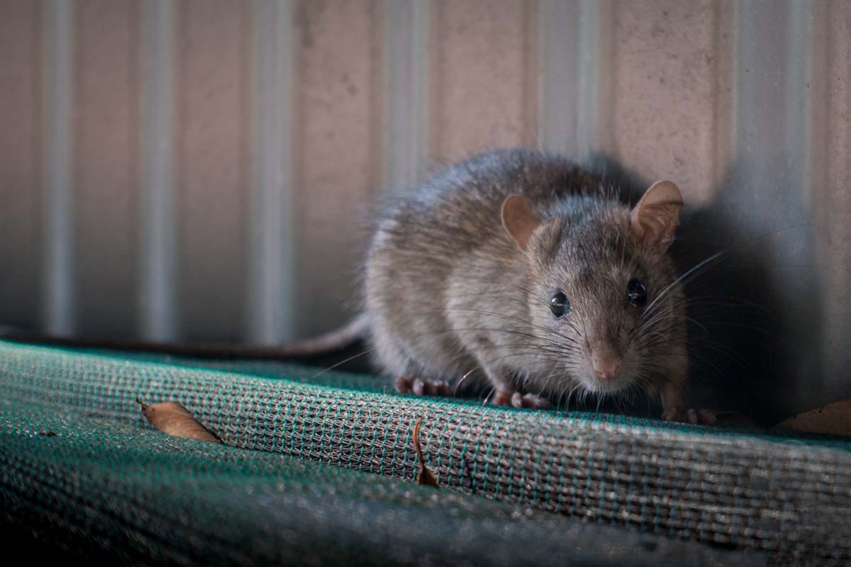 Rat Pest Control - Pest2Kill