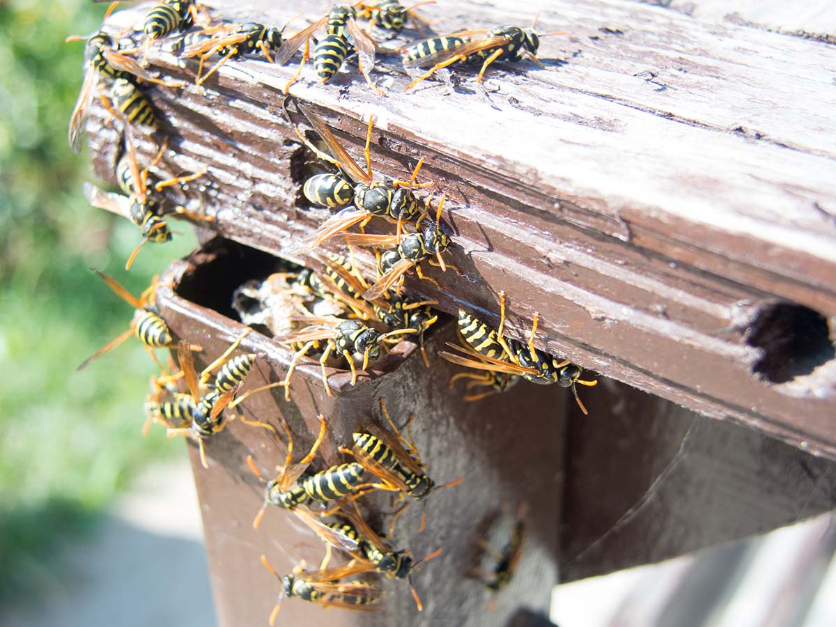 How To Remove A Wasp Nest - Safety First! | Pest2Kill Wasp Nest Removal 2 - Pest2Kill
