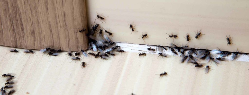 Ants Pest Control From Pest2Kill