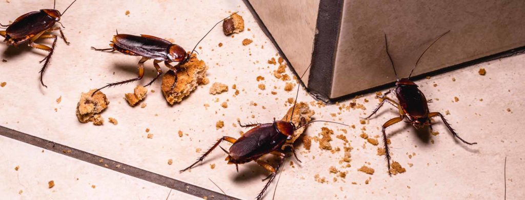 Cockroach Control From Pest2Kill