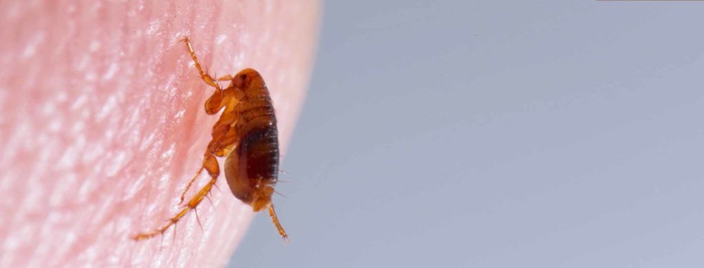 Fleas Pest Control From Pest2Kill