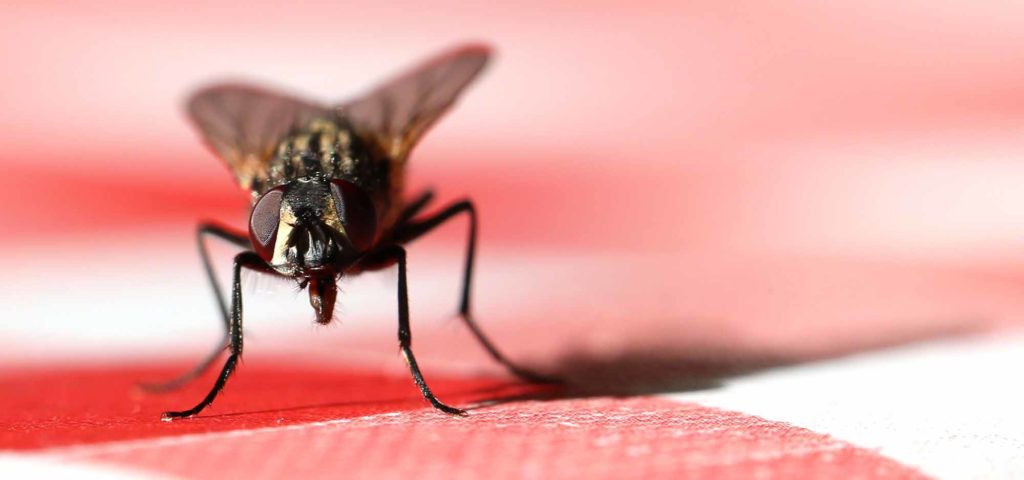 Flies Pest Control From Pest2Kill