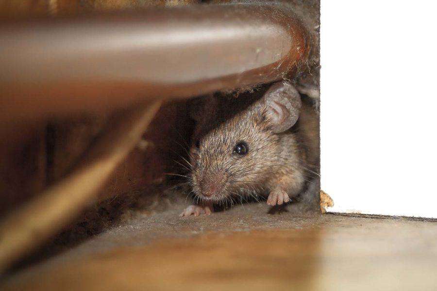 Top Ten Ways Mice Can Enter Your Home ππ | Pest2Kill Mouse Control - Pest2Kill