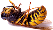 🐝Wasp Nest Removal In Havering-Atte-Bower Rm4 | Pest2Kill